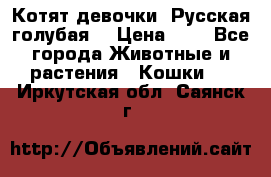 Котят девочки “Русская голубая“ › Цена ­ 0 - Все города Животные и растения » Кошки   . Иркутская обл.,Саянск г.